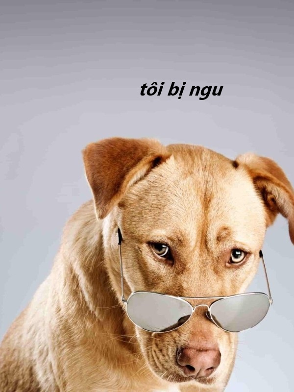 tôi bị ngu meme 8