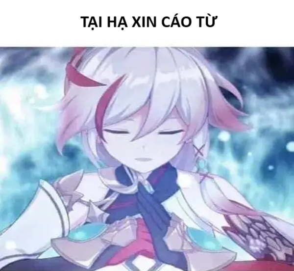 xin cáo từ meme