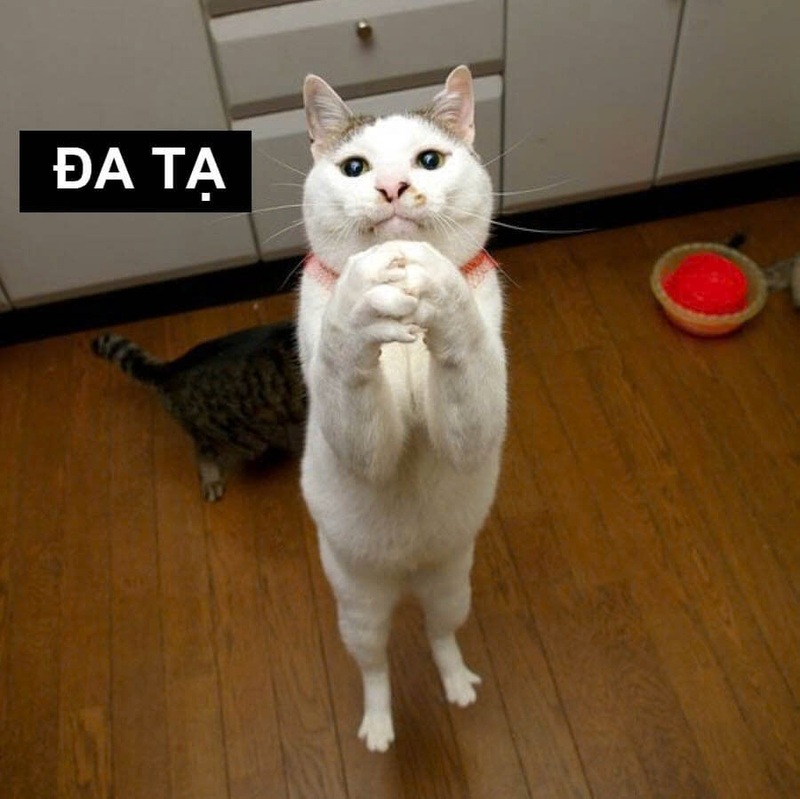 xin đa tạ meme