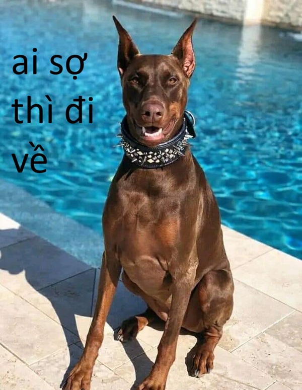 ai sợ thì đi về meme 2