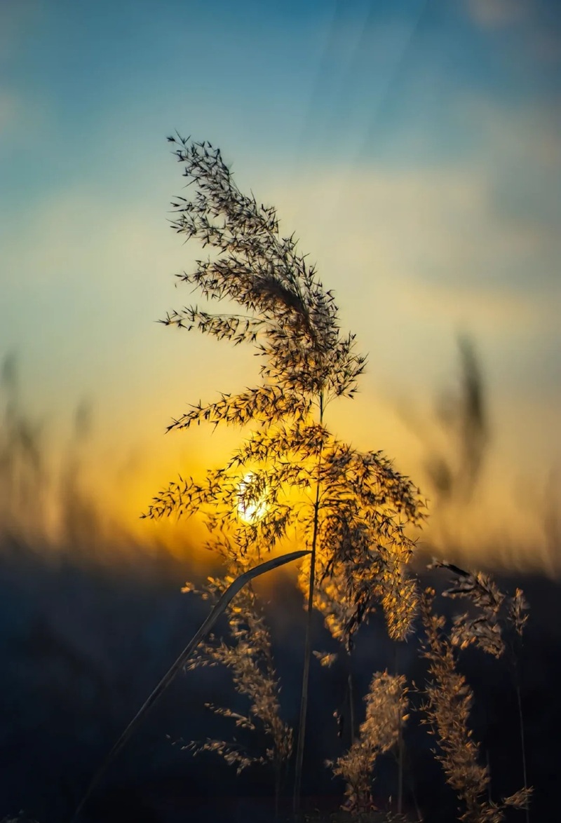 ảnh bầu trời hoàng hôn buồn 32