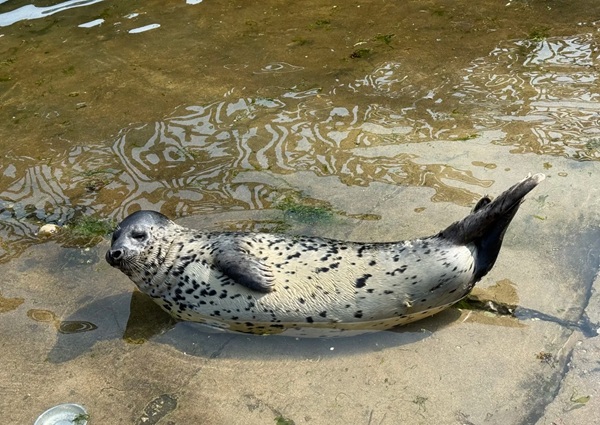 ảnh hải cẩu meme