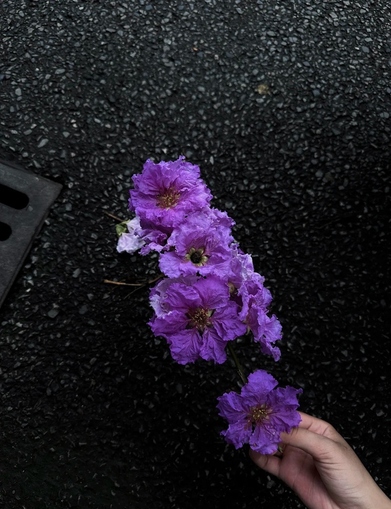 ảnh hoa bằng lăng buồn 1