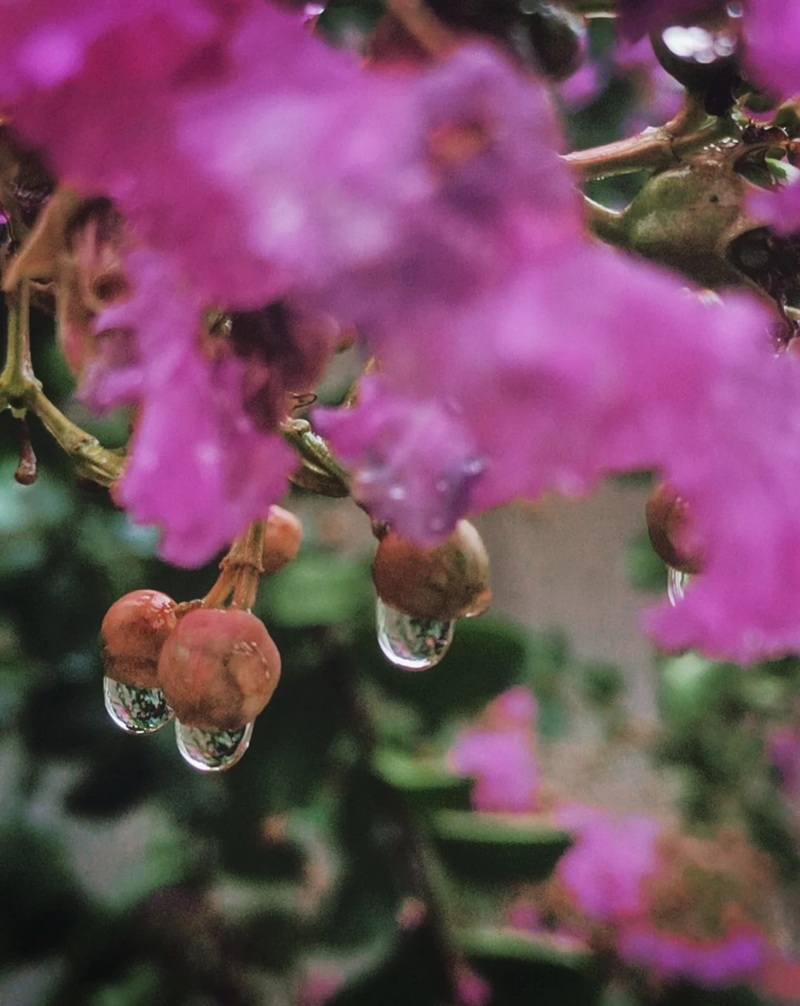 ảnh hoa bằng lăng buồn 10