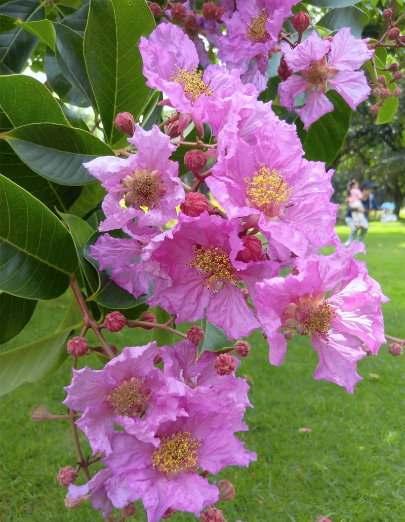 ảnh hoa bằng lăng buồn 11