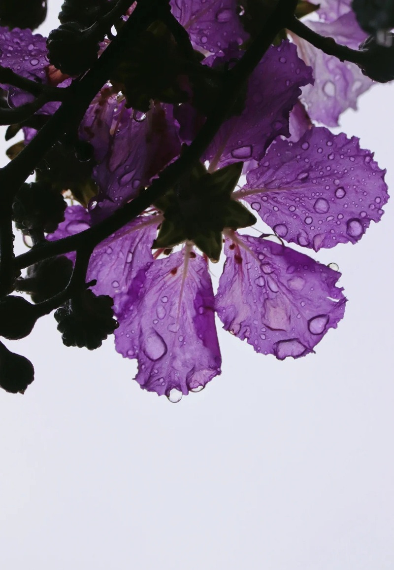 ảnh hoa bằng lăng buồn 12