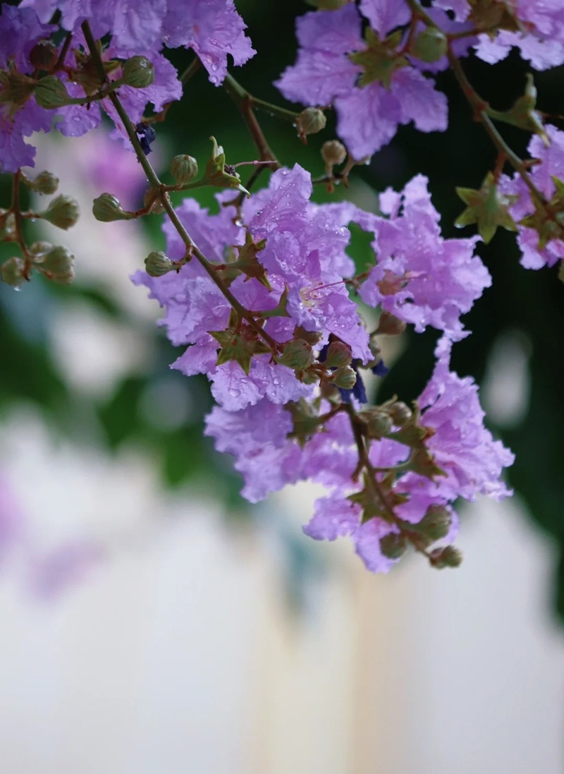 ảnh hoa bằng lăng buồn 13