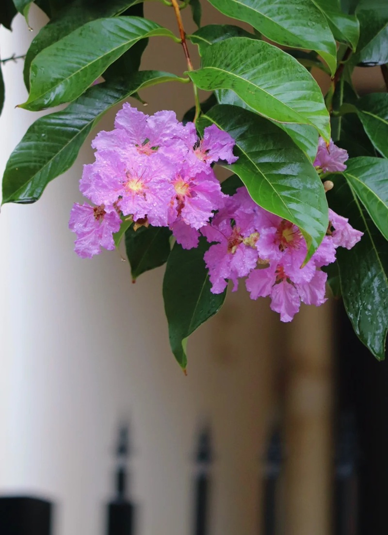 ảnh hoa bằng lăng buồn 14