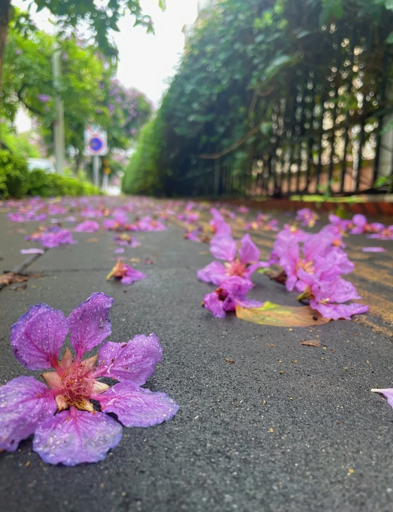 ảnh hoa bằng lăng buồn 15