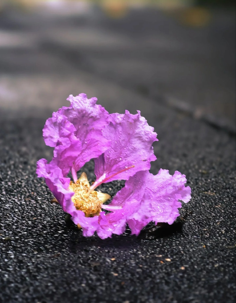 ảnh hoa bằng lăng buồn 16