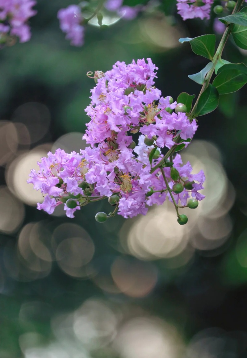 ảnh hoa bằng lăng buồn 17