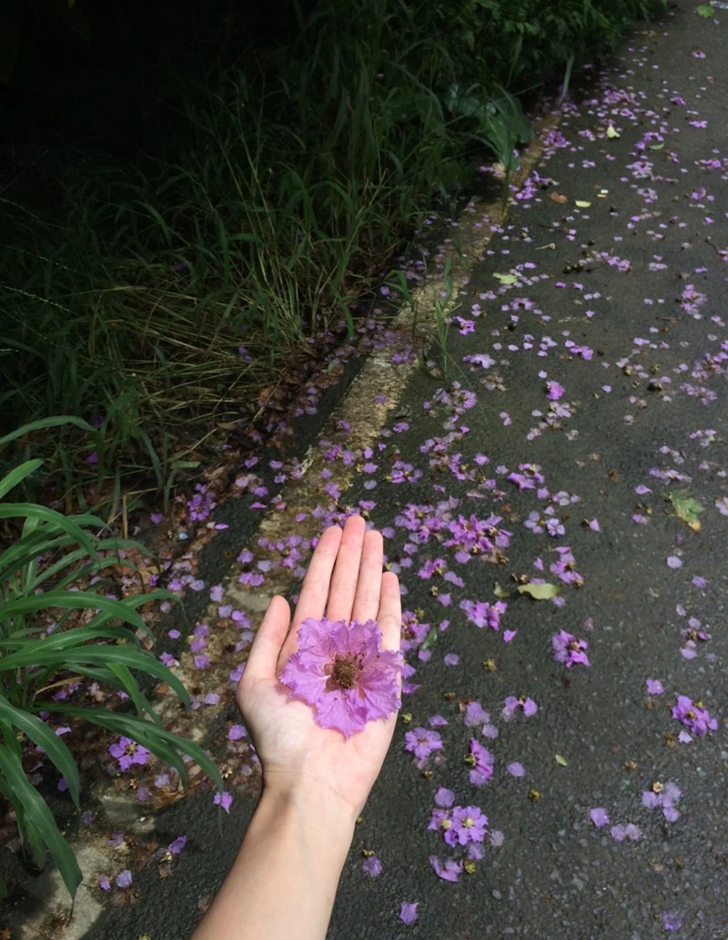 ảnh hoa bằng lăng buồn 18