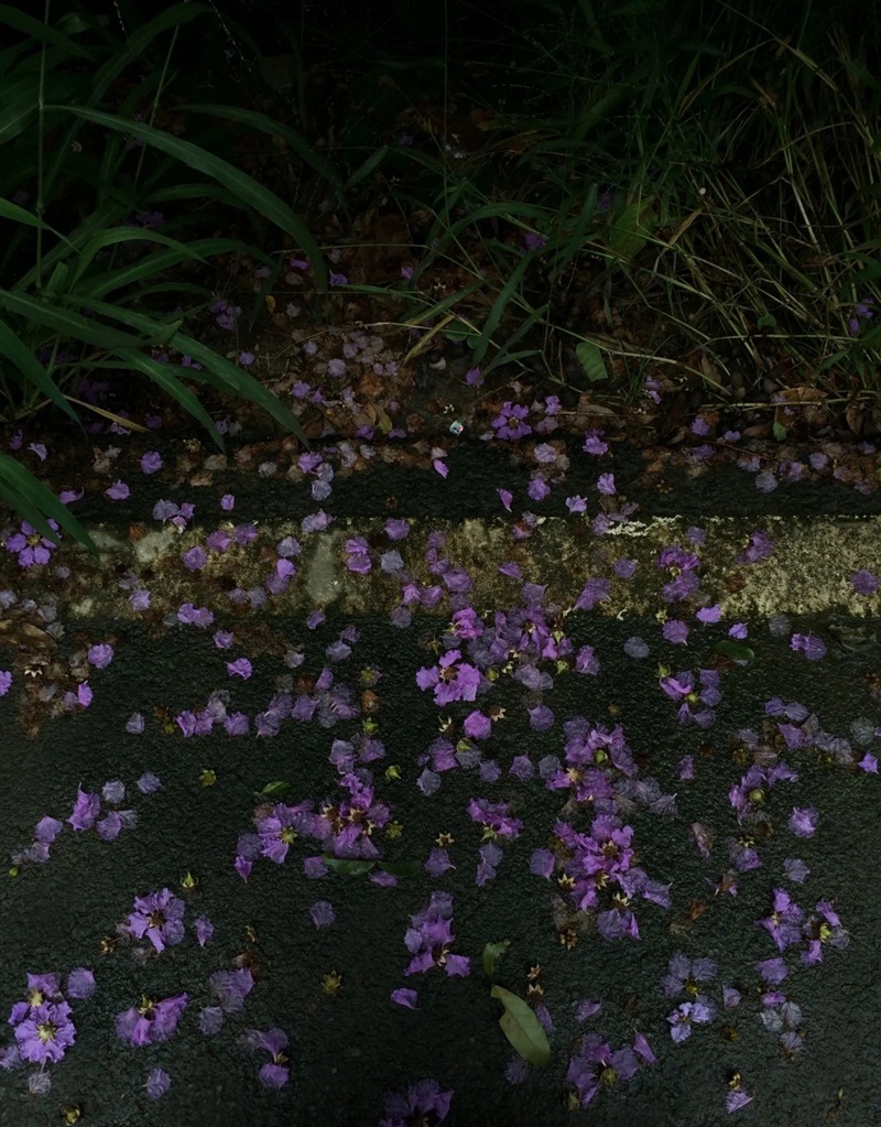 ảnh hoa bằng lăng buồn 19