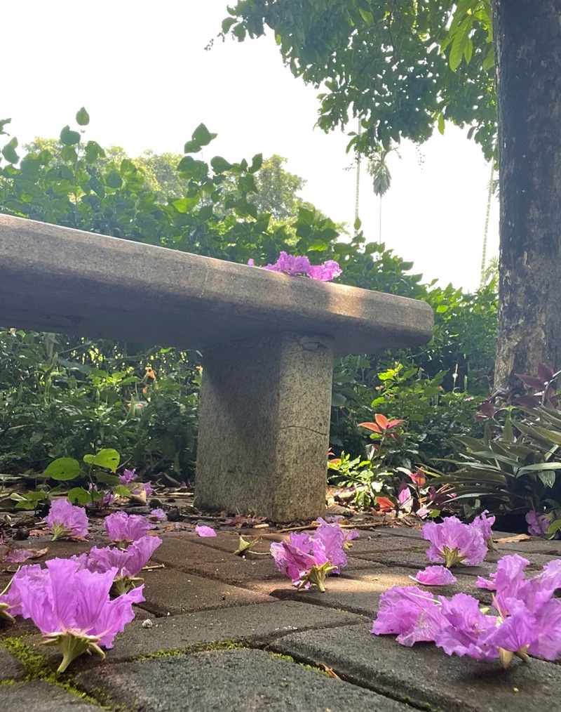 ảnh hoa bằng lăng buồn 2