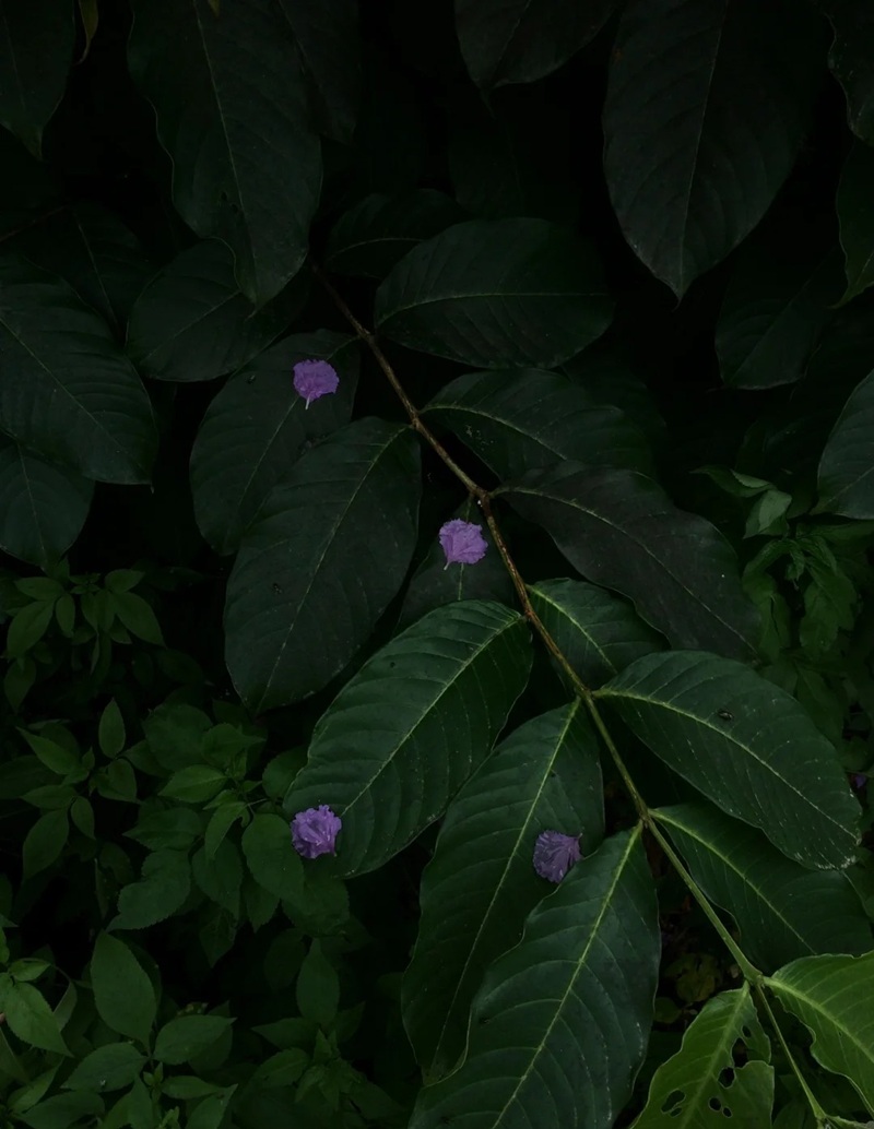 ảnh hoa bằng lăng buồn 20