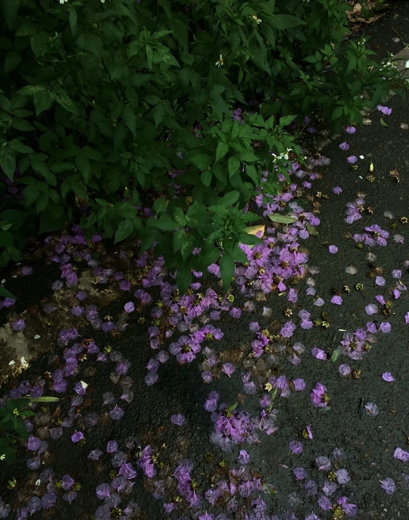 ảnh hoa bằng lăng buồn 21