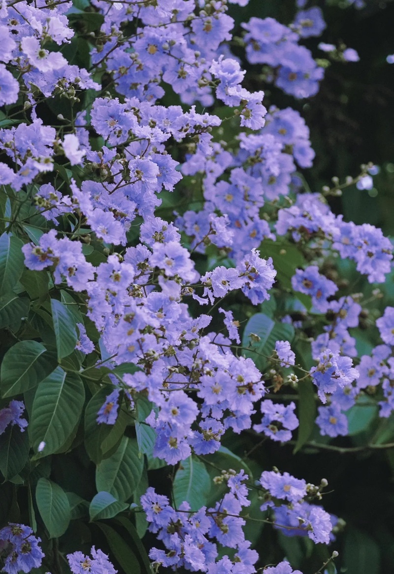 ảnh hoa bằng lăng buồn 22