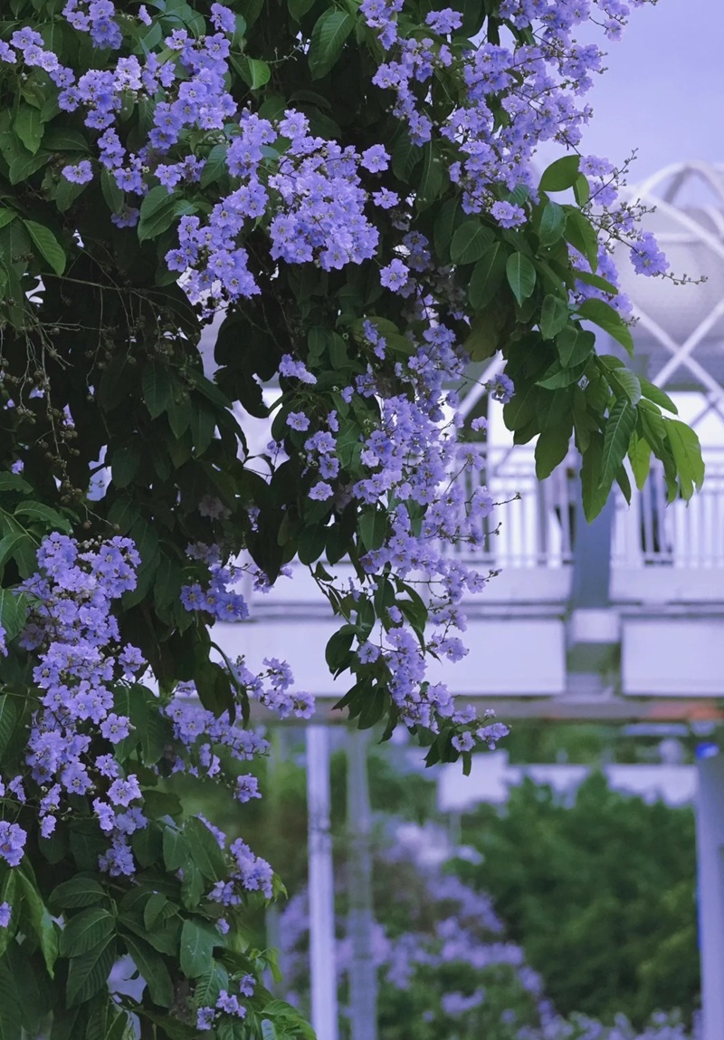 ảnh hoa bằng lăng buồn 23