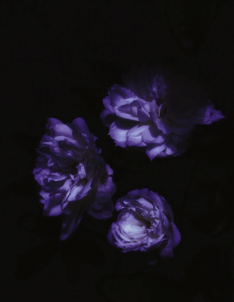 ảnh hoa bằng lăng buồn 24