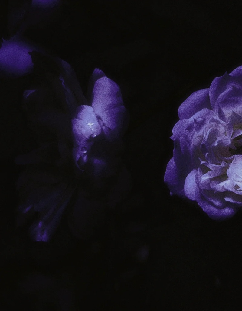 ảnh hoa bằng lăng buồn 25