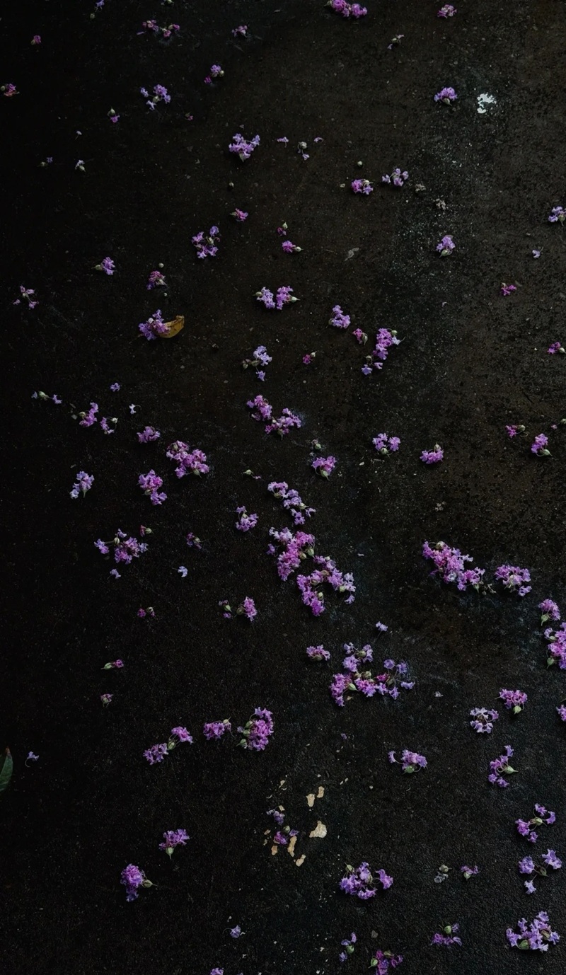 ảnh hoa bằng lăng buồn 26