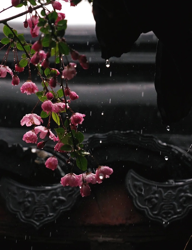 ảnh hoa bằng lăng buồn 27