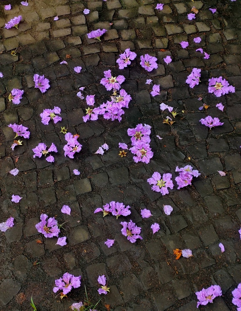 ảnh hoa bằng lăng buồn 28