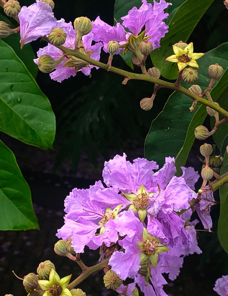 ảnh hoa bằng lăng buồn 29