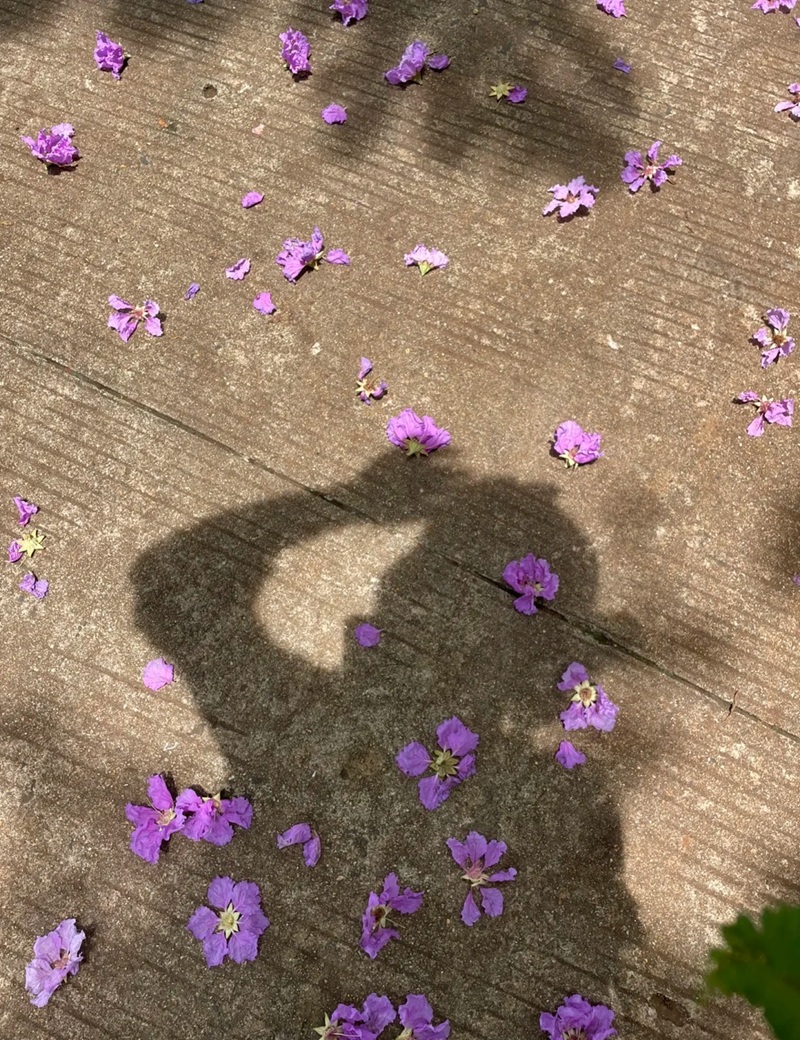 ảnh hoa bằng lăng buồn 3