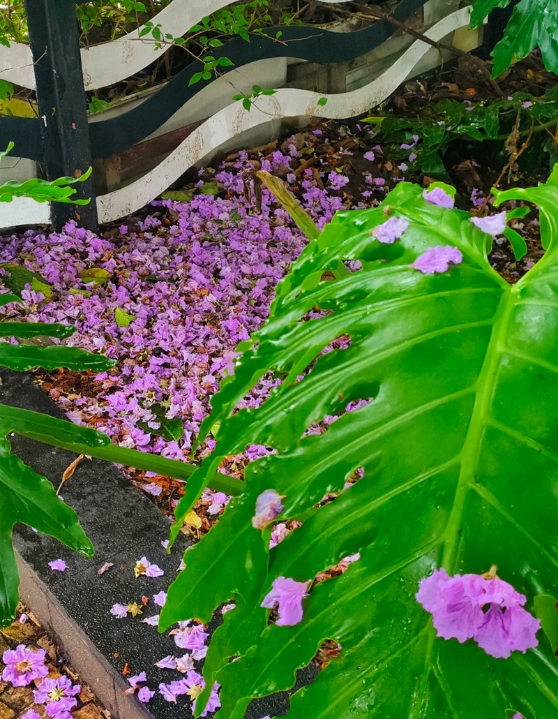 ảnh hoa bằng lăng buồn 30