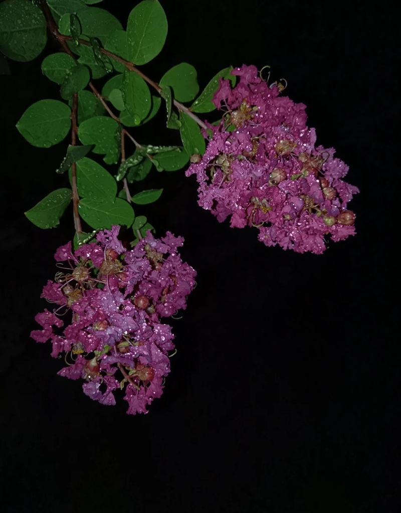 ảnh hoa bằng lăng buồn 31