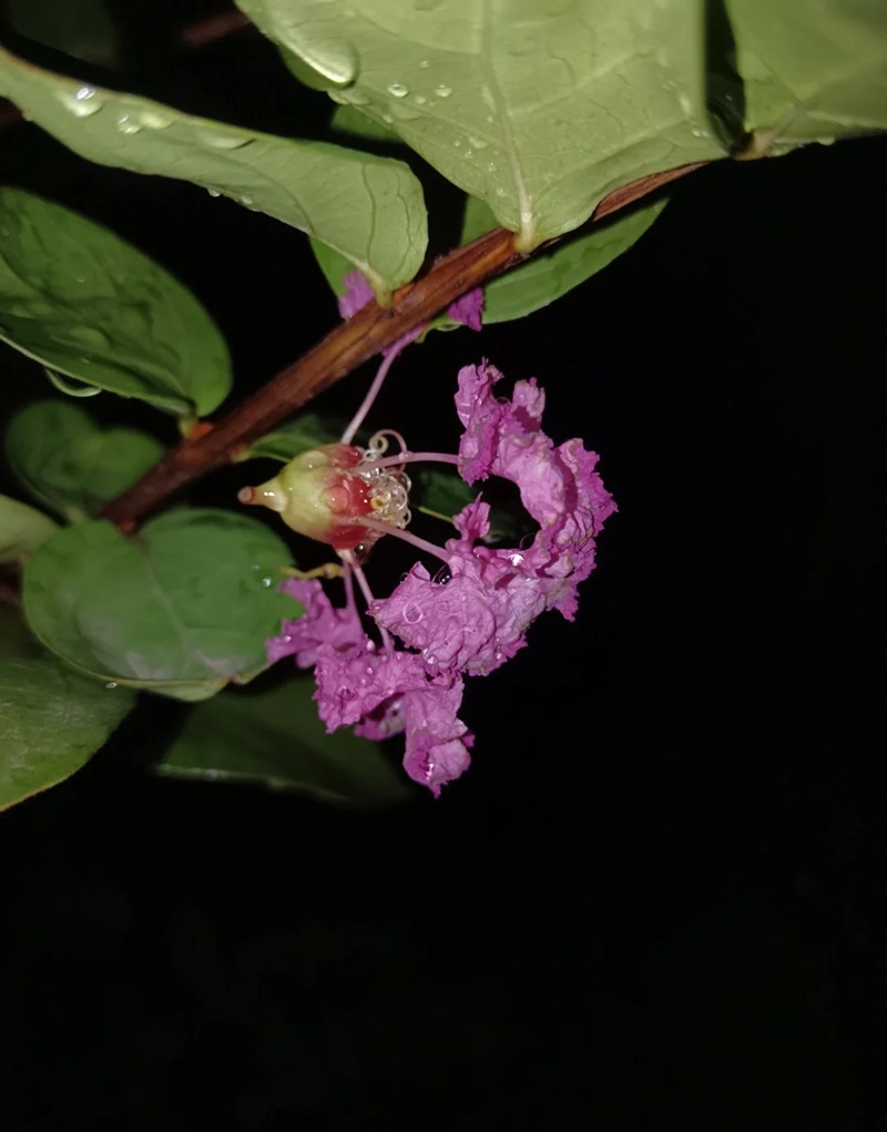 ảnh hoa bằng lăng buồn 32