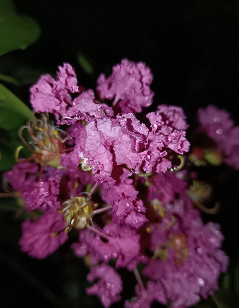 ảnh hoa bằng lăng buồn 33