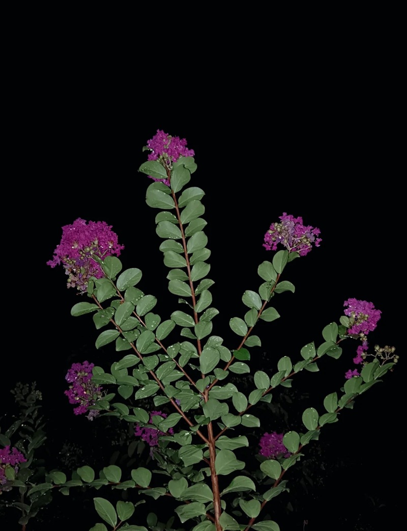 ảnh hoa bằng lăng buồn 34