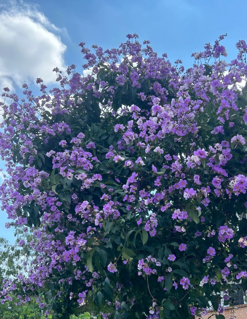 ảnh hoa bằng lăng buồn 35