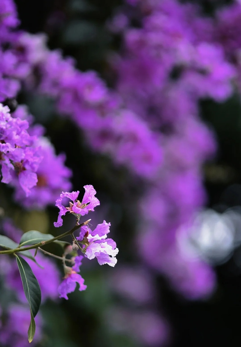 ảnh hoa bằng lăng buồn 36