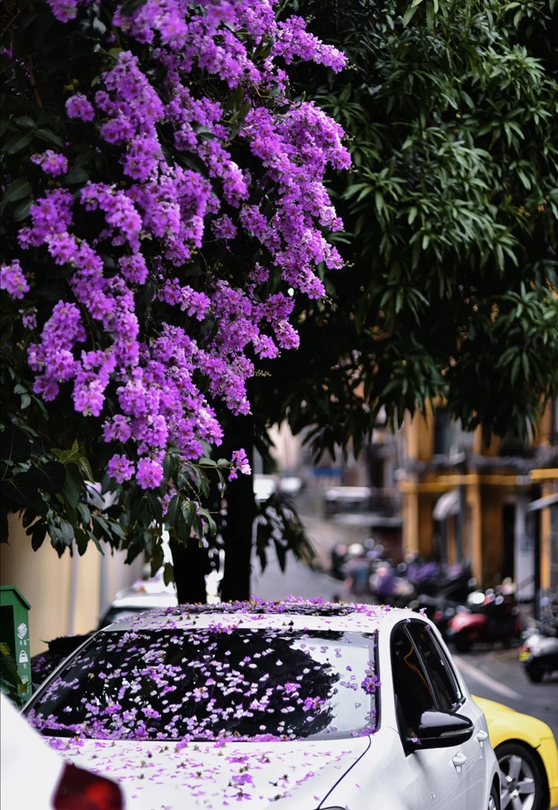 ảnh hoa bằng lăng buồn 37