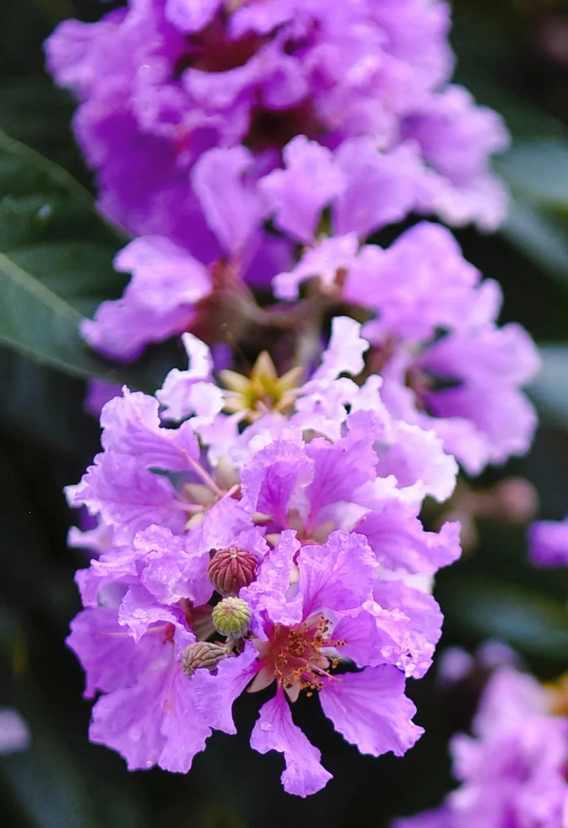 ảnh hoa bằng lăng buồn 38