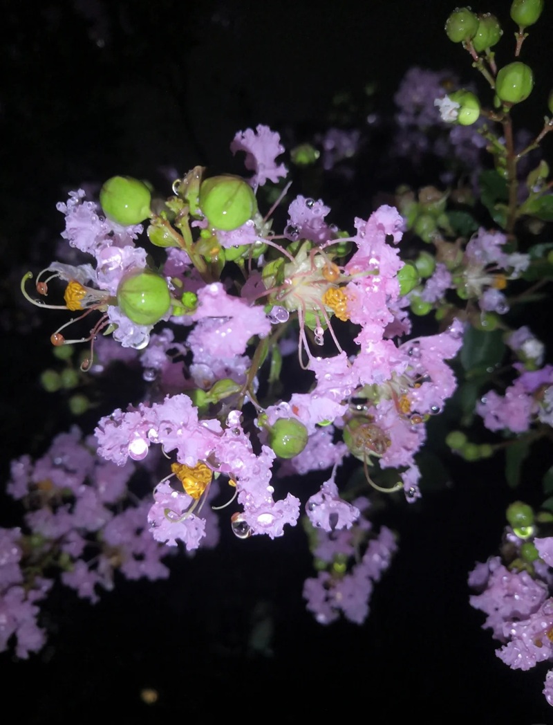 ảnh hoa bằng lăng buồn 39