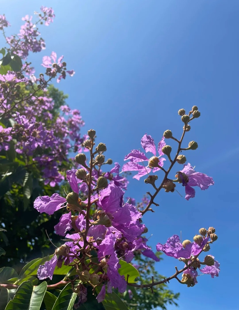 ảnh hoa bằng lăng buồn 4