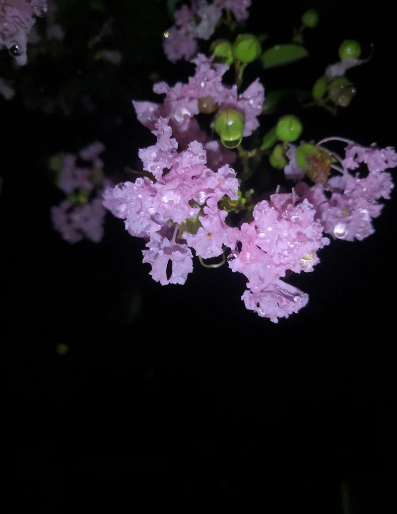 ảnh hoa bằng lăng buồn 40