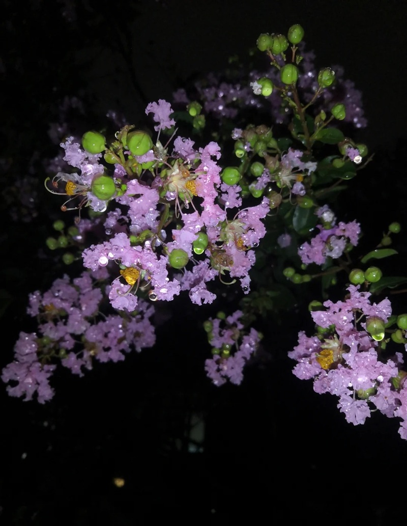 ảnh hoa bằng lăng buồn 41