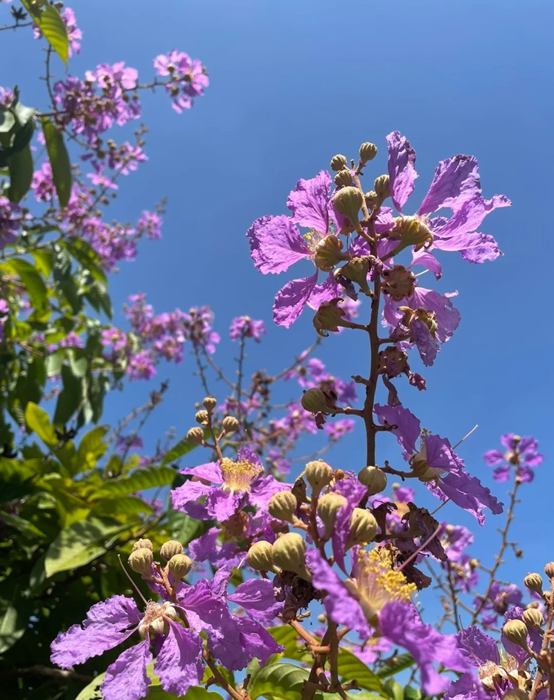 ảnh hoa bằng lăng buồn 6