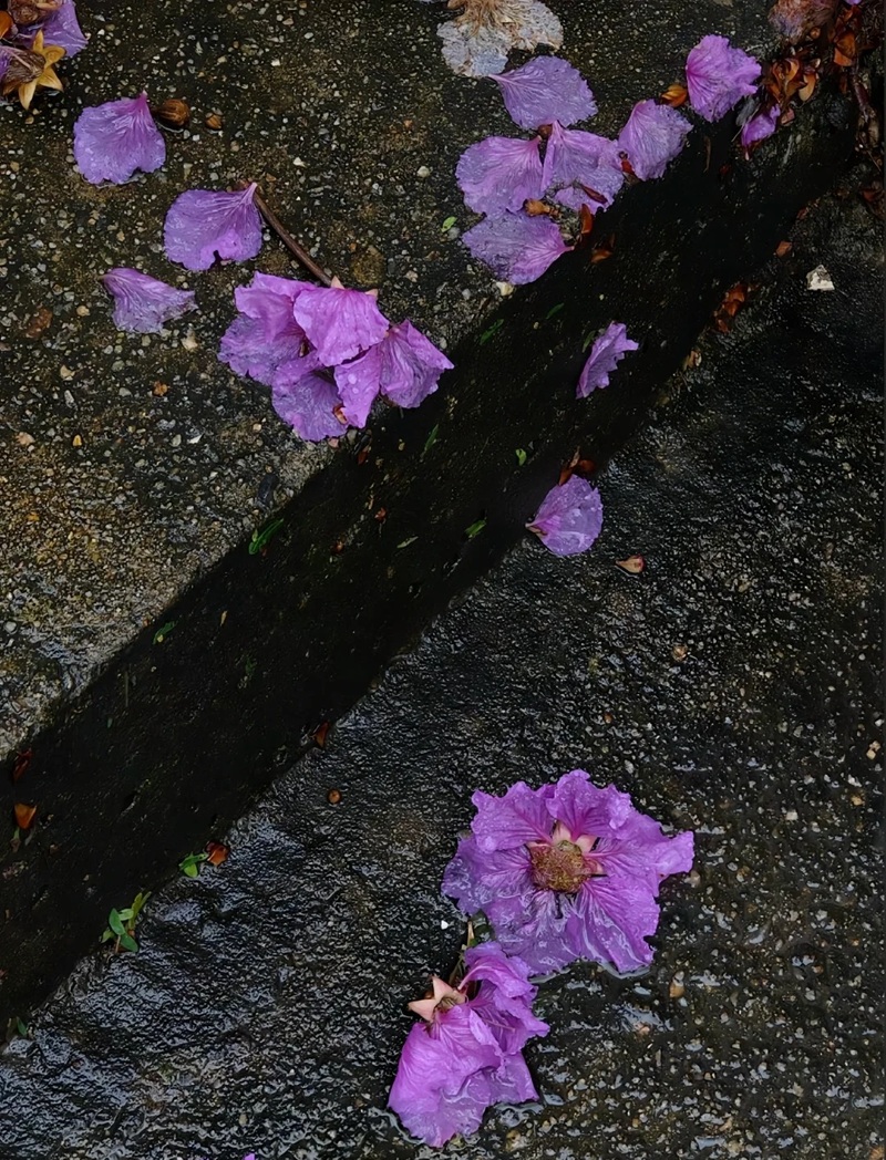 ảnh hoa bằng lăng buồn 7