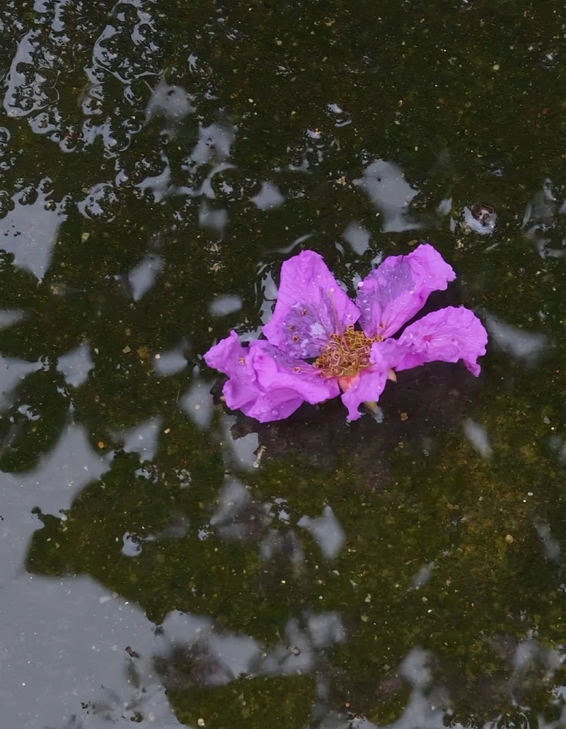 ảnh hoa bằng lăng buồn 8