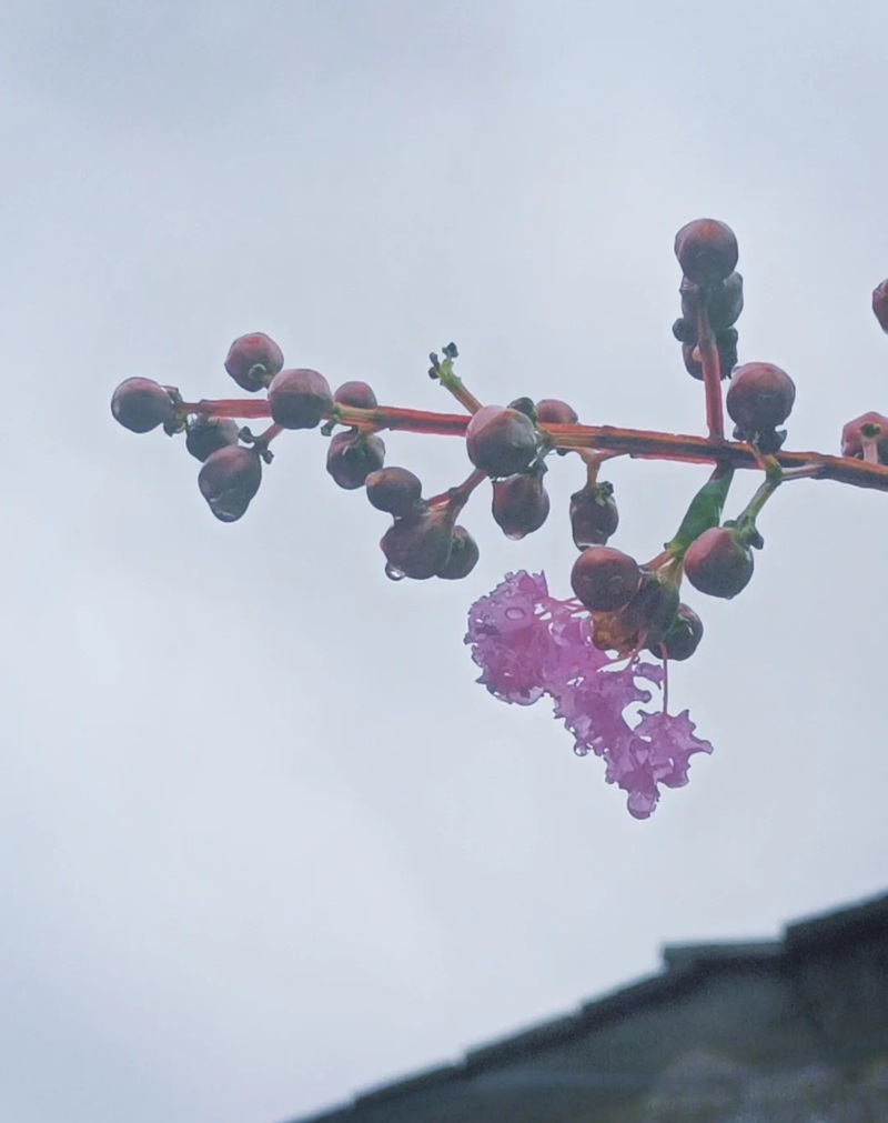 ảnh hoa bằng lăng buồn 9