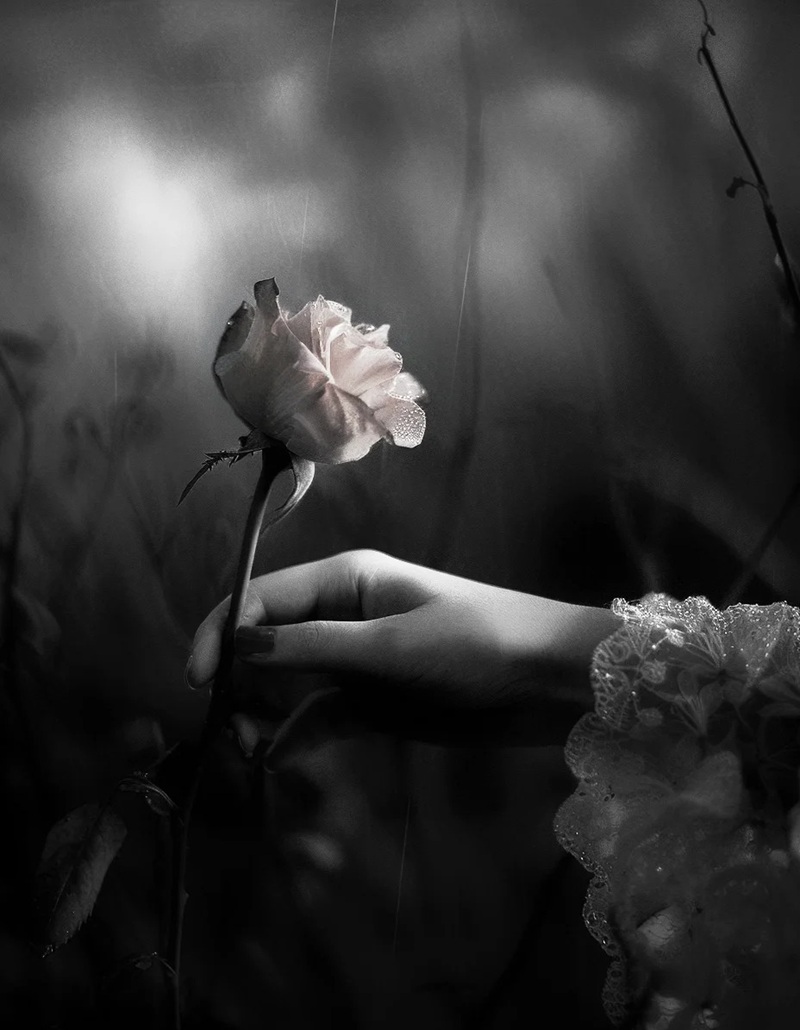 ảnh hoa hồng buồn 10