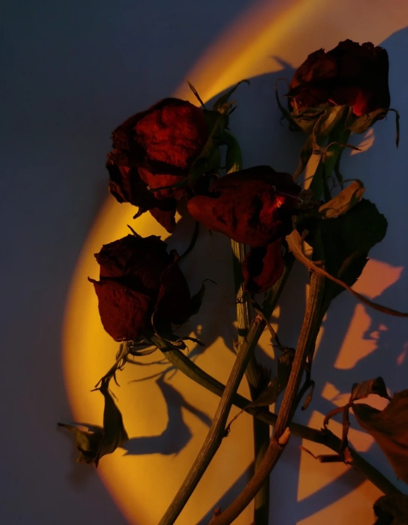 ảnh hoa hồng buồn 17