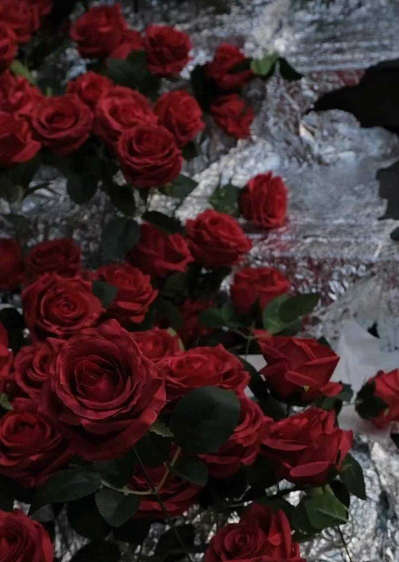 ảnh hoa hồng buồn 18