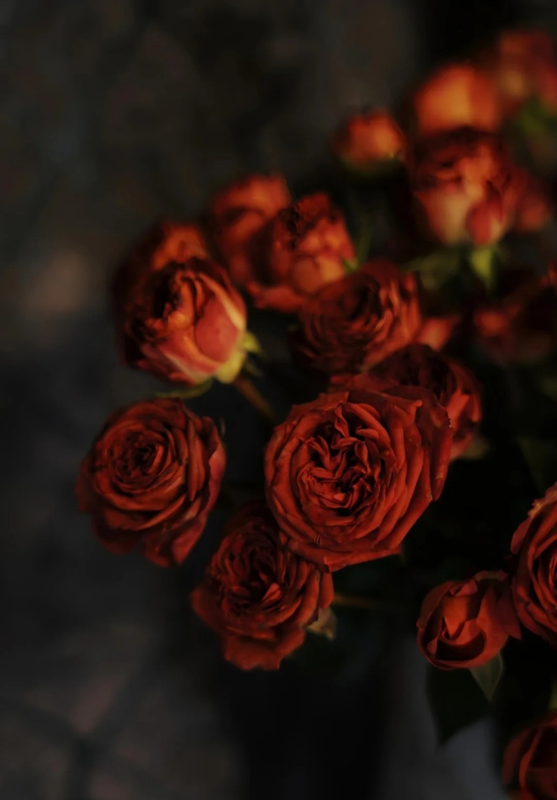 ảnh hoa hồng buồn 19